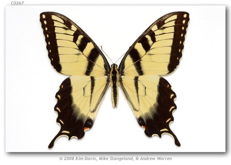 Papilio glaucus Papilio glaucus maynardi Gauthier 1984