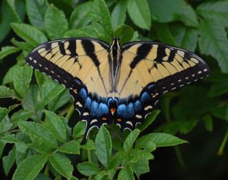 Papilio glaucus Papilio glaucus Eastern Tiger Swallowtail Discover Life