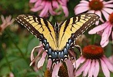 Papilio glaucus httpsuploadwikimediaorgwikipediacommonsthu