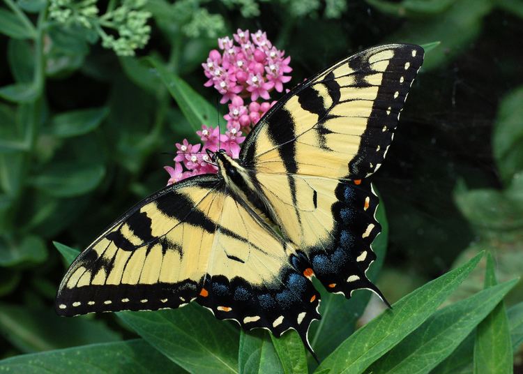 Papilio glaucus FileEastern Tiger Swallowtail Papilio glaucus on Milkweed 2800px