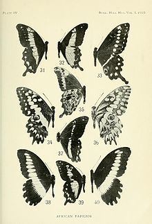 Papilio grosesmithi httpsuploadwikimediaorgwikipediacommonsthu