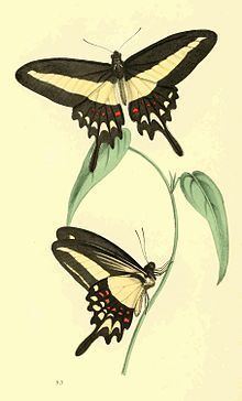 Papilio hectorides httpsuploadwikimediaorgwikipediacommonsthu