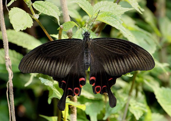 Papilio helenus - Alchetron, The Free Social Encyclopedia