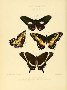 Papilio hellanichus httpsuploadwikimediaorgwikipediacommonsthu