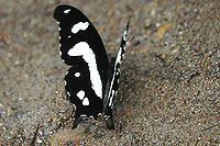 Papilio hesperus httpsuploadwikimediaorgwikipediacommonsthu