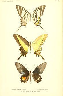 Papilio himeros httpsuploadwikimediaorgwikipediacommonsthu