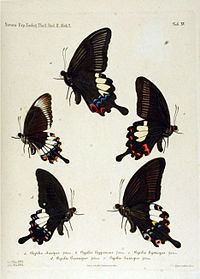 Papilio hipponous httpsuploadwikimediaorgwikipediacommonsthu