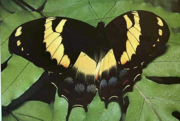 Papilio homerus Natureology Species of the Day Homerus swallowtail Papilio