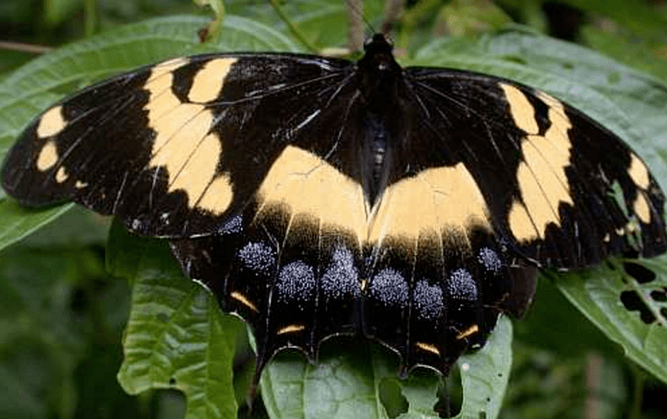 Papilio homerus Endangered Species Monday Papilio homerus Extinction Imminent