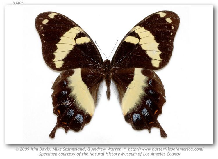 Papilio homerus Papilio homerus pinned specimens