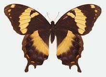 Papilio homerus httpsuploadwikimediaorgwikipediacommonsthu