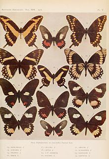 Papilio homothoas httpsuploadwikimediaorgwikipediacommonsthu
