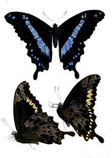 Papilio hornimani httpsuploadwikimediaorgwikipediacommonsthu