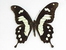 Papilio horribilis httpsuploadwikimediaorgwikipediacommonsthu