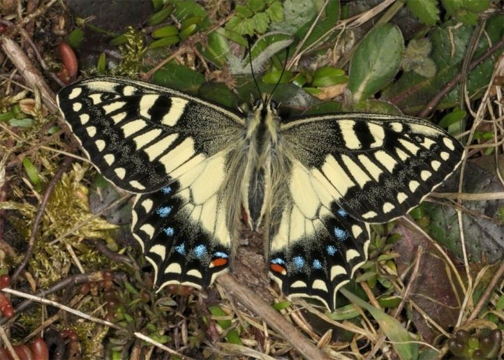 Papilio hospiton European Lepidoptera and their ecology Papilio hospiton