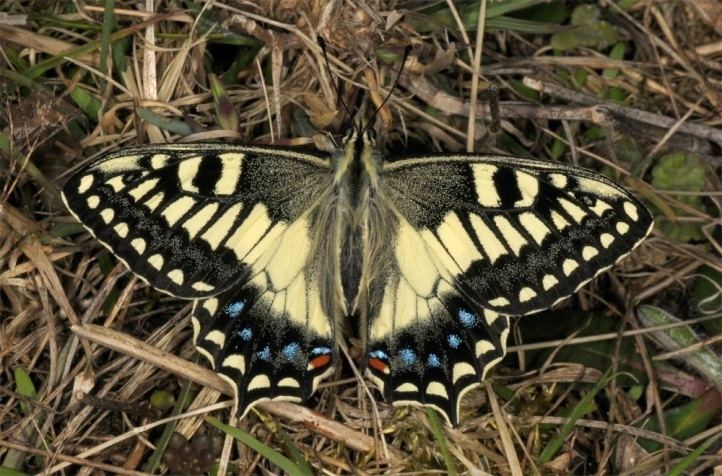 Papilio hospiton European Lepidoptera and their ecology Papilio hospiton