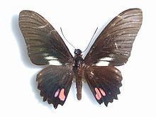 Papilio hyppason httpsuploadwikimediaorgwikipediacommonsthu