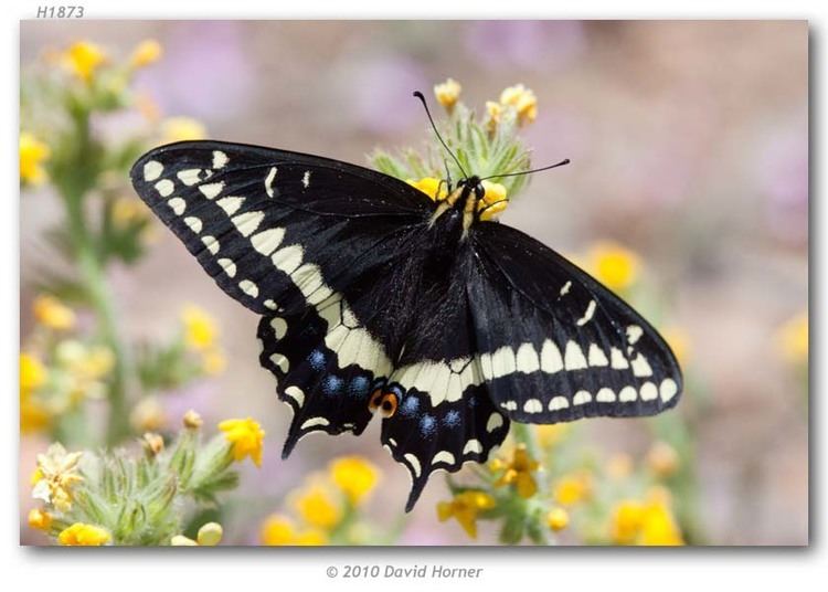 Papilio indra Papilio indra phyllisae live adults