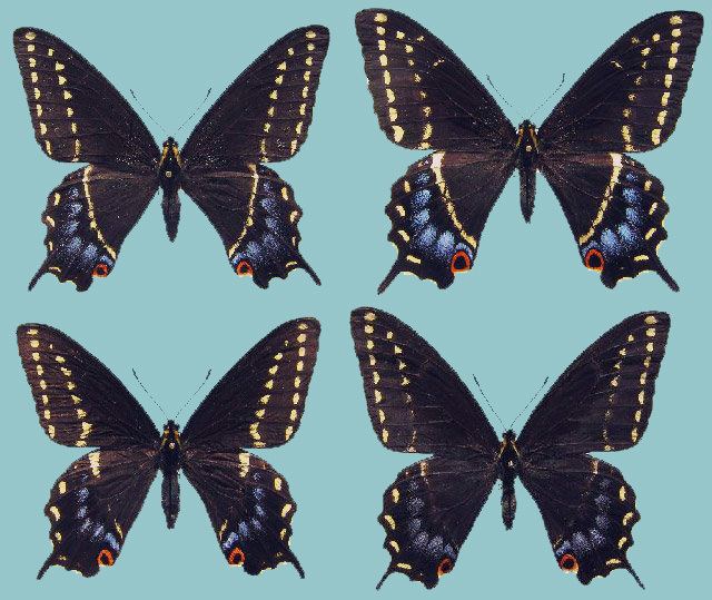 Papilio indra Papilio indra minori Raising ButterfliesHow to find and care for