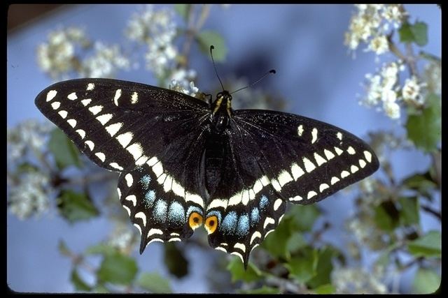 Papilio indra Papilio indra Art Shapiro39s Butterfly Site