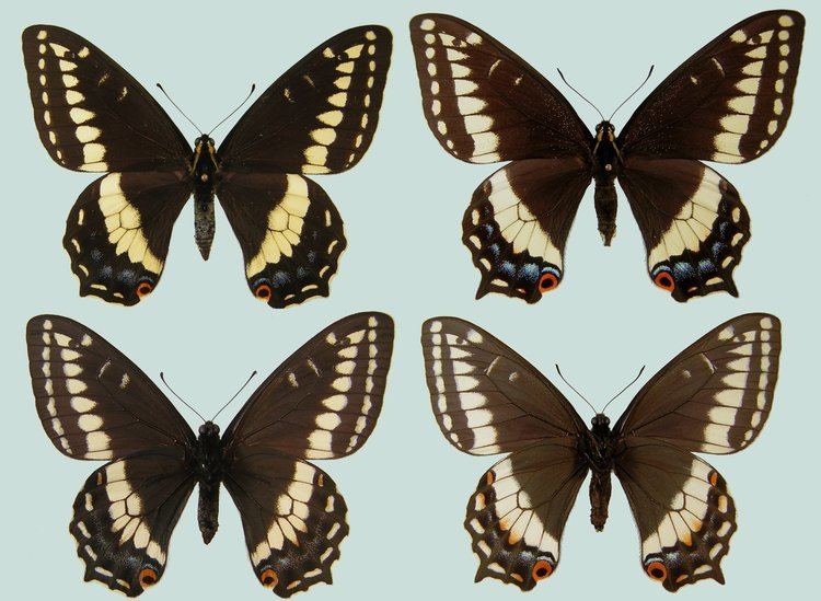 Papilio indra wwwutahlepsocietyorgulsgraphicsindraindraserie