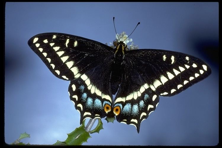 Papilio indra CalPhotos Papilio indra shastensis Swallowtail Butterfly