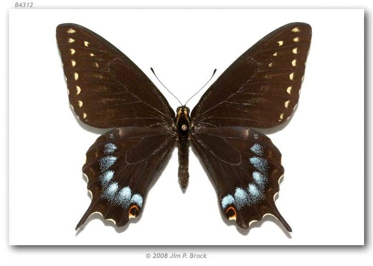 Papilio indra Papilio indra kaibabensis Bauer