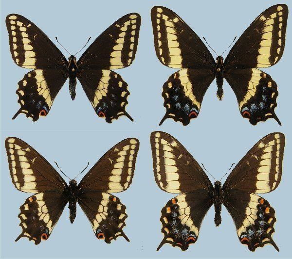 Papilio indra Papilio indra calcicola Raising ButterfliesHow to find and care