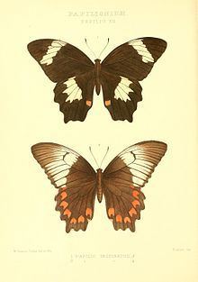 Papilio inopinatus httpsuploadwikimediaorgwikipediacommonsthu