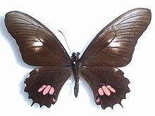 Papilio isidorus httpsuploadwikimediaorgwikipediacommonsthu