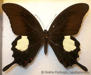 Papilio iswara Papilio iswara