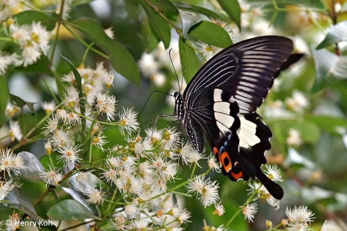 Papilio iswara ButterflyCircle Checklist