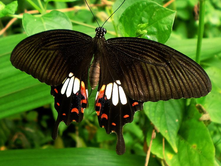 Papilio iswara CIMG1801 Great Helen Papilio iswara iswara Papilio isw Flickr