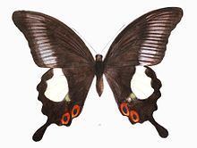 Papilio iswara httpsuploadwikimediaorgwikipediacommonsthu