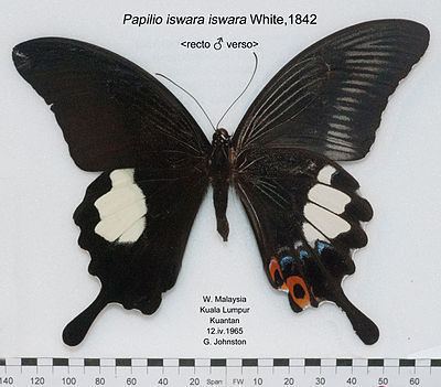 Papilio iswara Papilio iswara Wikispecies