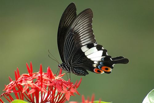 Papilio iswara Papilio iswara iswara Great Helen Papilio iswara iswara Flickr