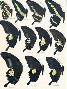 Papilio iswaroides httpsuploadwikimediaorgwikipediacommonsthu