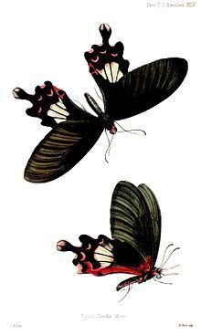 Papilio janaka httpsuploadwikimediaorgwikipediacommonsthu