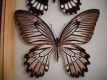 Papilio jordani httpsuploadwikimediaorgwikipediaidthumba