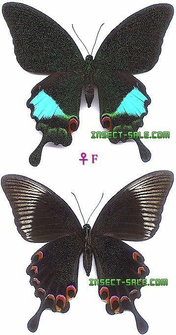 Papilio karna InsectSalecom Papilio karna karna F PapiliokarnakarnaF