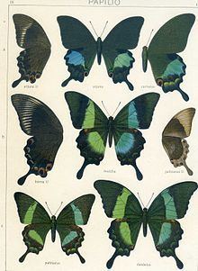 Papilio karna httpsuploadwikimediaorgwikipediacommonsthu