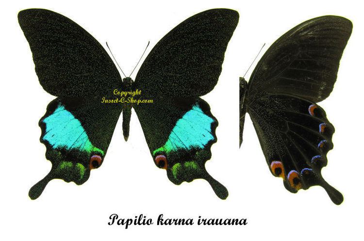 Papilio karna Papilio karna irauana