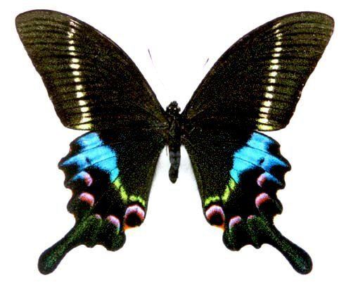 Papilio krishna Pkrishna