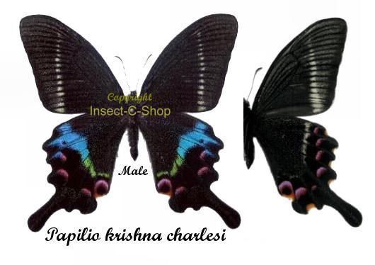 Papilio krishna Papilio krishna charlesi