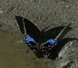 Papilio krishna httpsuploadwikimediaorgwikipediacommonsthu