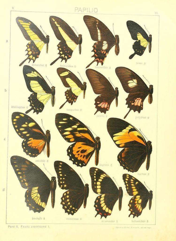 Papilio lamarchei