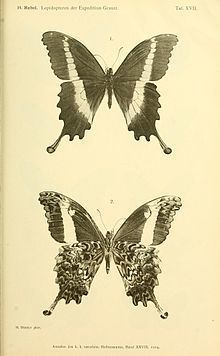 Papilio leucotaenia httpsuploadwikimediaorgwikipediacommonsthu