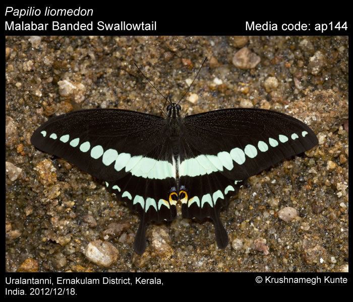 Papilio liomedon wwwifoundbutterfliesorgmediaimagesPapilioLiom