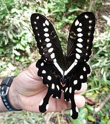 Papilio lormieri httpsuploadwikimediaorgwikipediacommonsthu