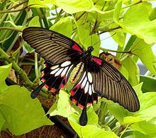 Papilio lowi httpsuploadwikimediaorgwikipediacommonsthu